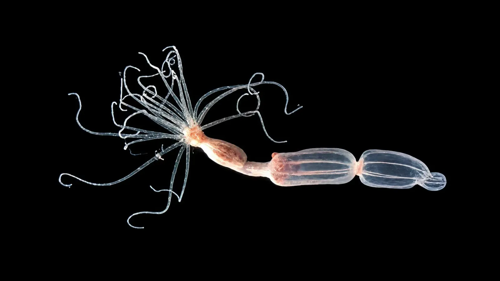 Sea anemones reveal a virus-fighting system unlike ours, upending immune-system assumptions