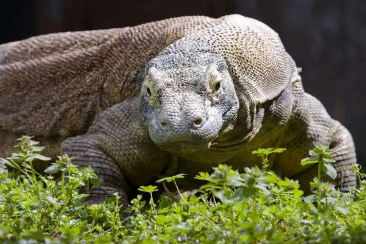 Komodo dragons hunted dwarf elephants, while Hobbits only scavenged, study finds