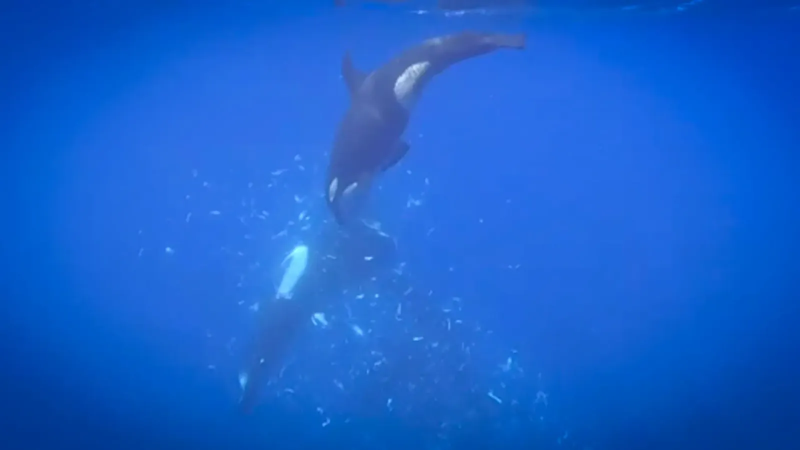 Orcas in the Gulf of California smash sunfish into thousands of pieces, researchers report