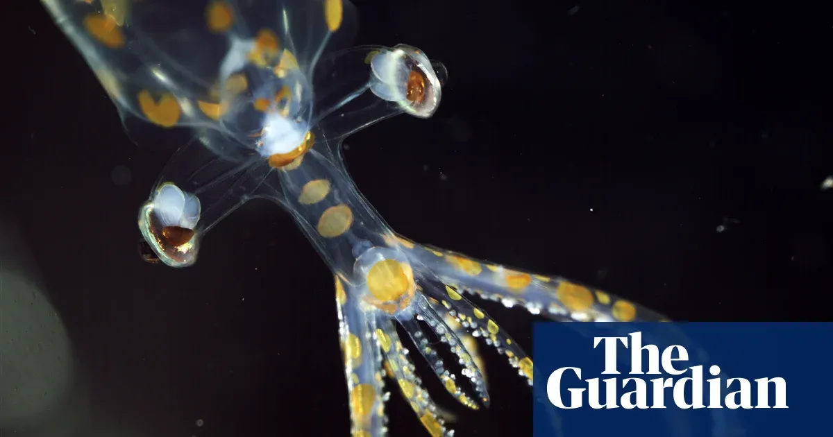 Expedition off Brazil names 31 new species in two weeks, “Squid” speeds discovery