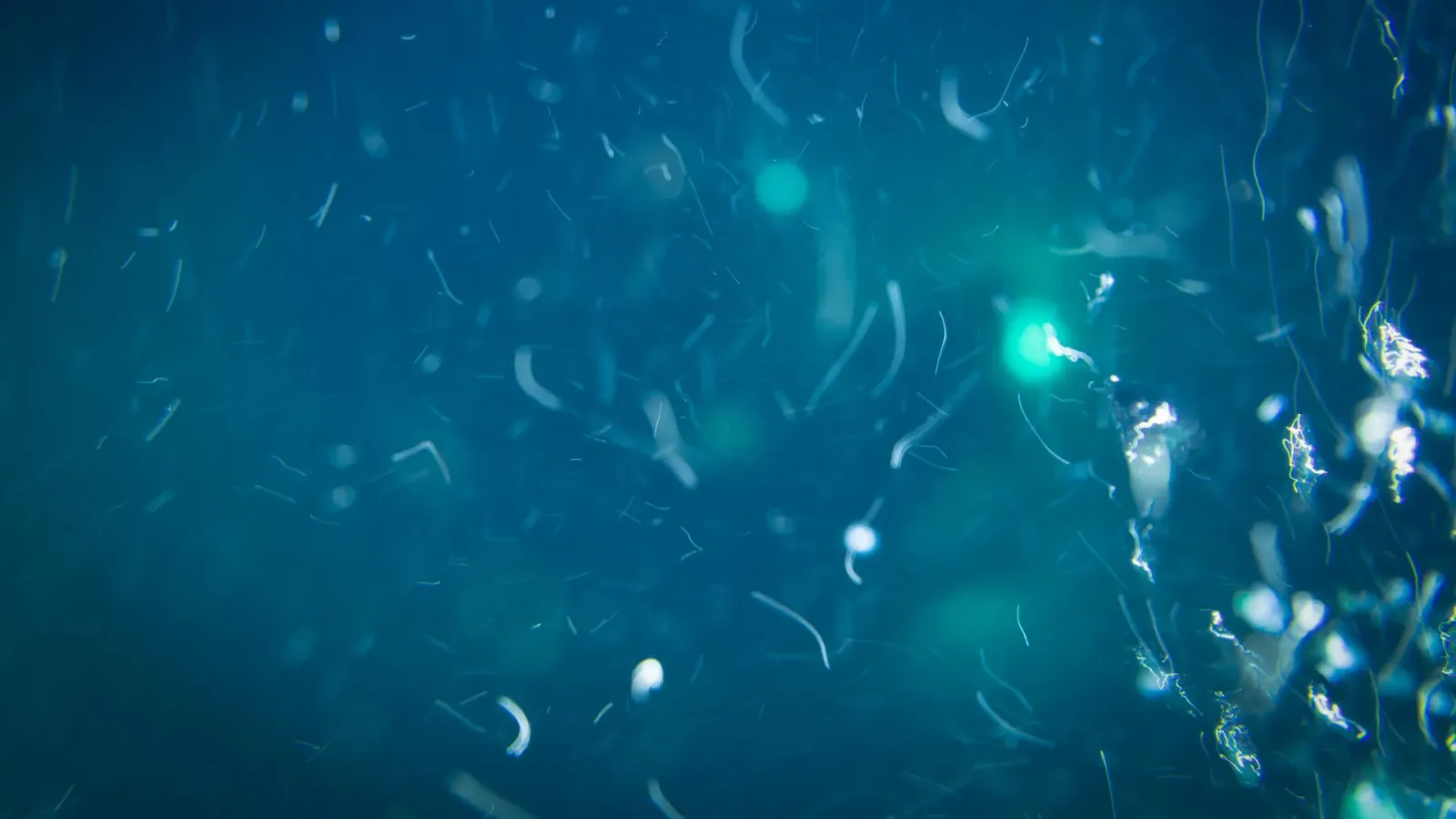 Deep-sea pressure squeezes nutrients from sinking particles, fueling microbes scientists missed