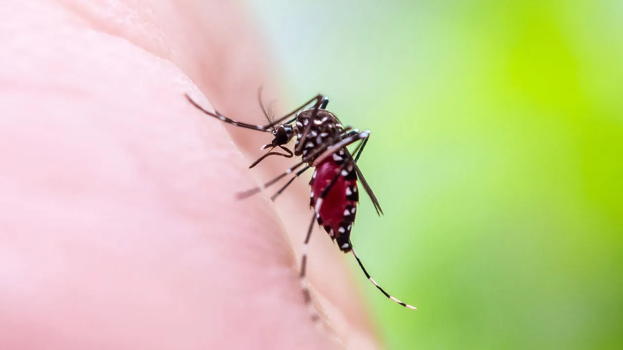 Yellow fever is reemerging, and climate change is pushing it toward US cities