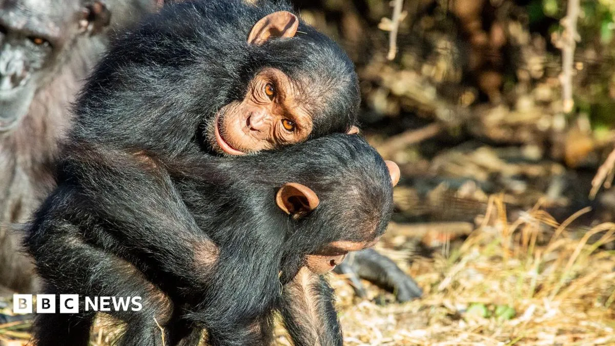 Apes hug before stress to build trust, study suggests