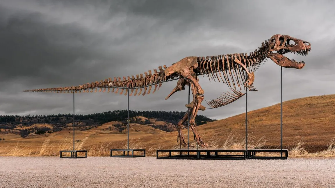 Sotheby's July 14 T. rex Gus auction targets up to $30M as collectors outbid museums
