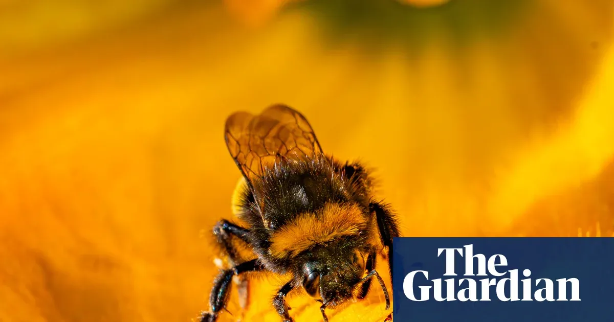 Defra breached environmental law in 2023 and 2024 for emergency bee-killer pesticide