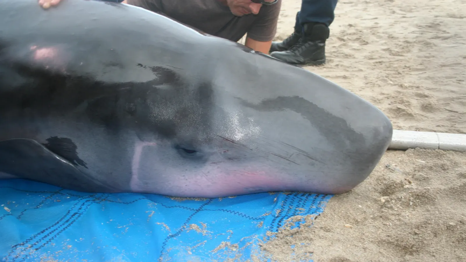 Three new Helicobacter types were found in 4 pygmy sperm whales' stomachs