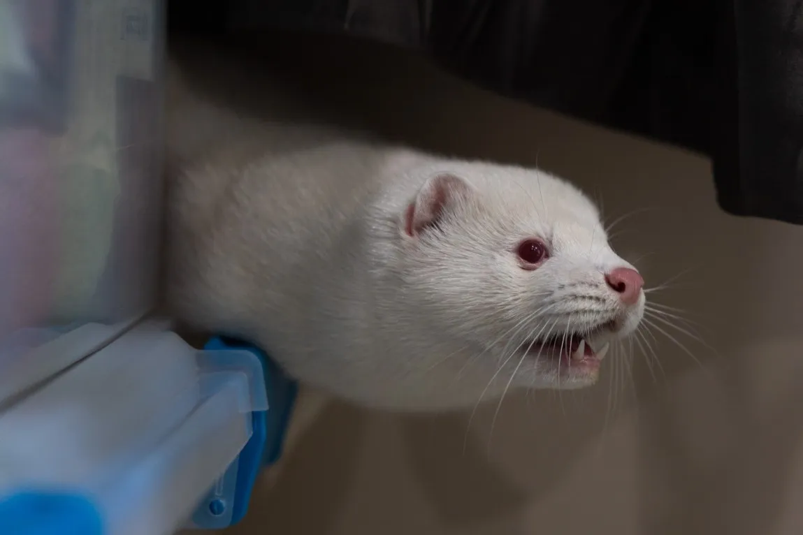 Mink farm bird flu could spark a pandemic. Utah officials won't act.
