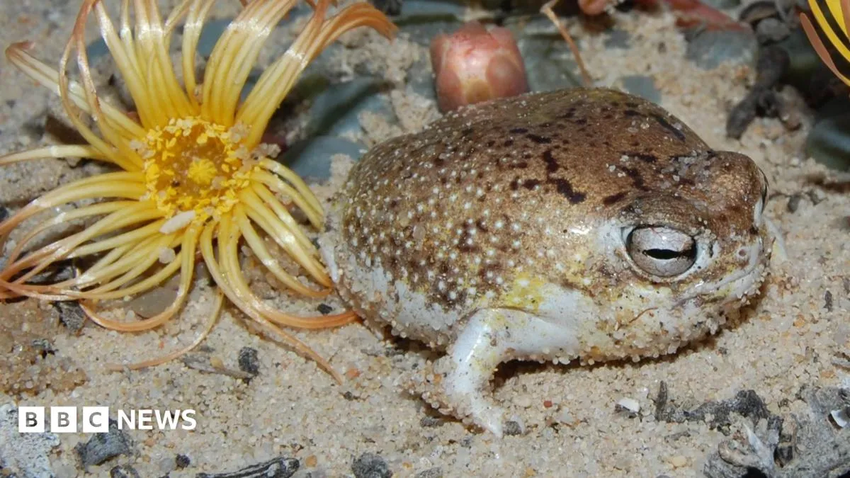 Viral squeaky frog lands on extinction list, turning meme fame into a conservation reckoning