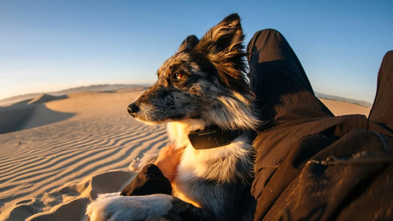 Fi turns on the world's first satellite-connected dog collar on July 8