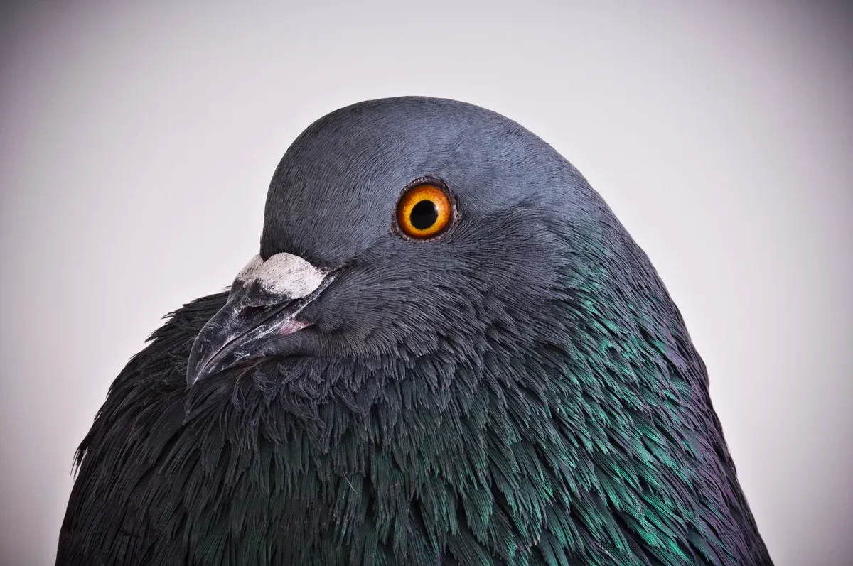 Chaotic pigeons upend a century-old learning law, forcing psychologists to rethink rewards