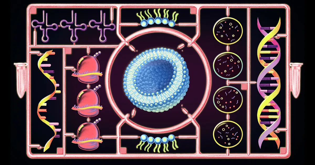 Synthetic cell built from scratch grows, replicates DNA, and divides