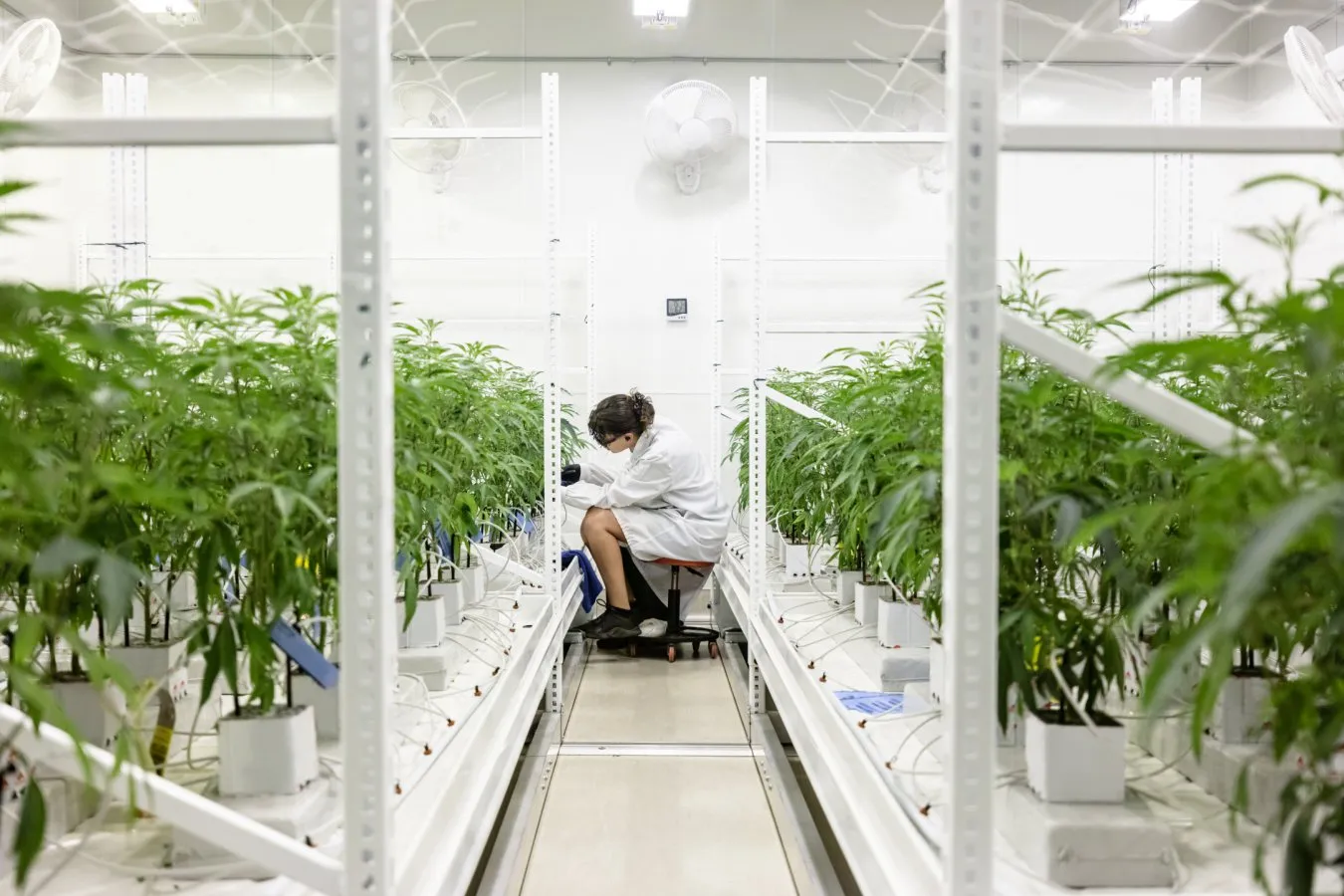 Haivya claims acoustic signals boost yields in soybean, pepper, and cannabis