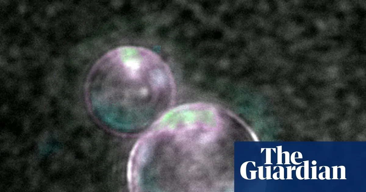 Scientists build synthetic blobs that feed, replicate, and split using lab-made DNA