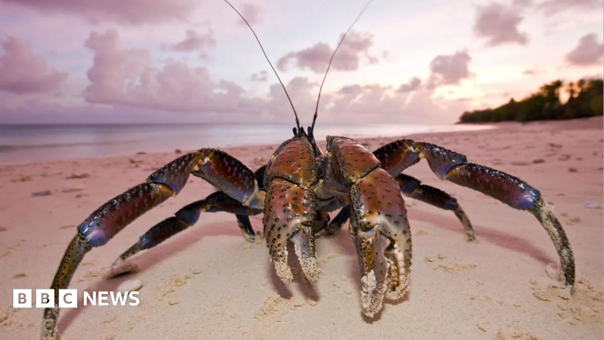 Giant crabs may have eaten Amelia Earhart. A new search is on.