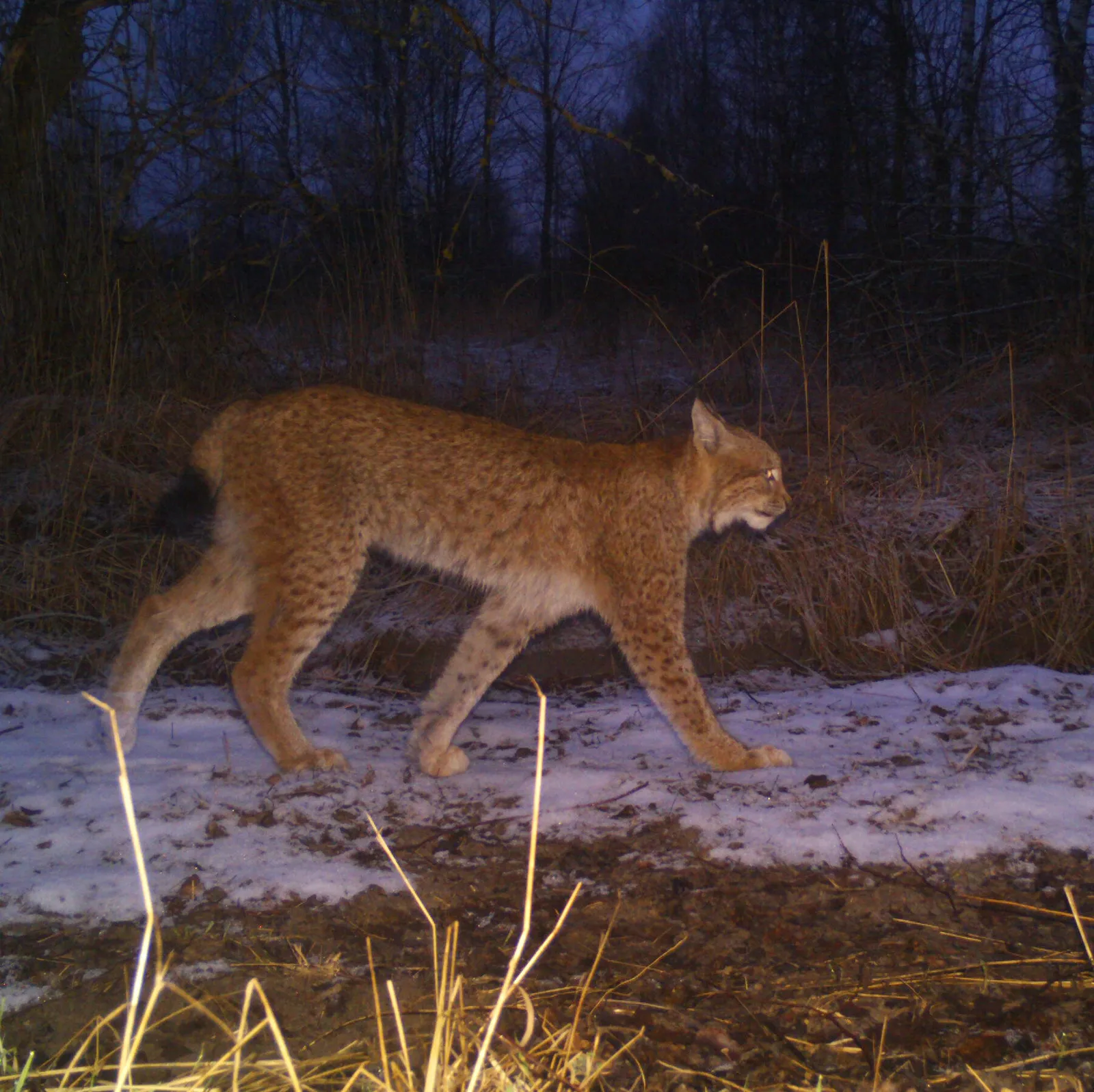 Chernobyl camera-traps captured how armed conflict changes wildlife behavior, in real time