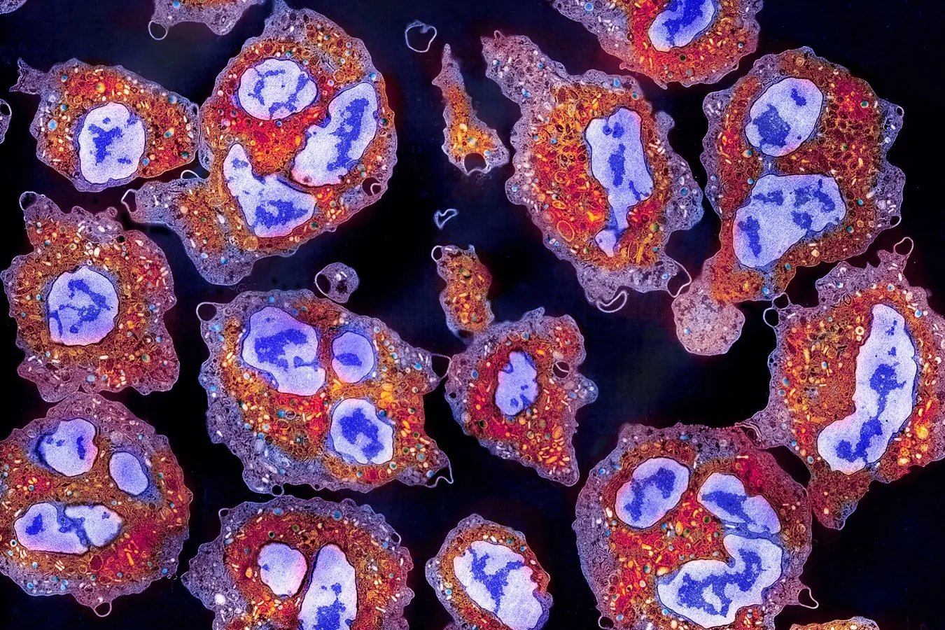 Drug blocking EP2 restored senescent-cell clearance in old mice, easing memory and frailty