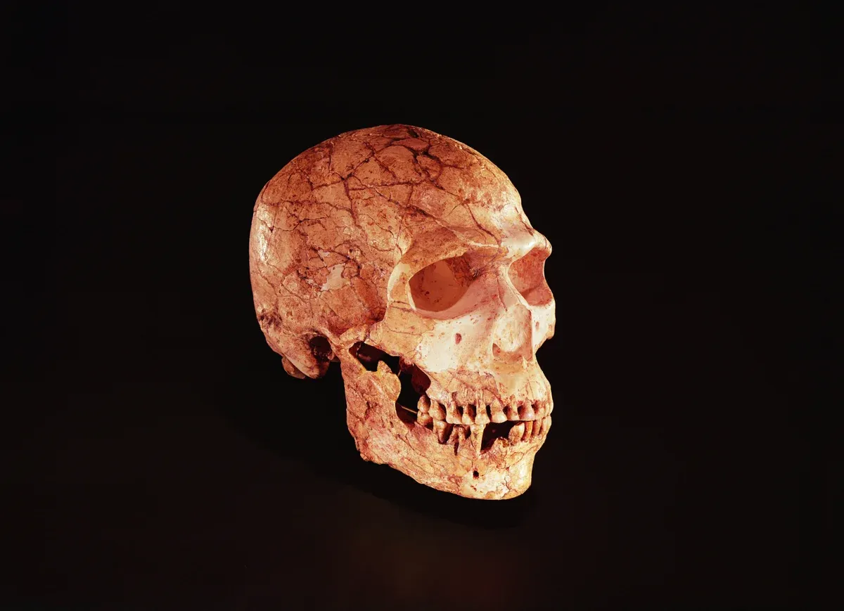 Skull study finds Neanderthals likely matched modern humans in intelligence range
