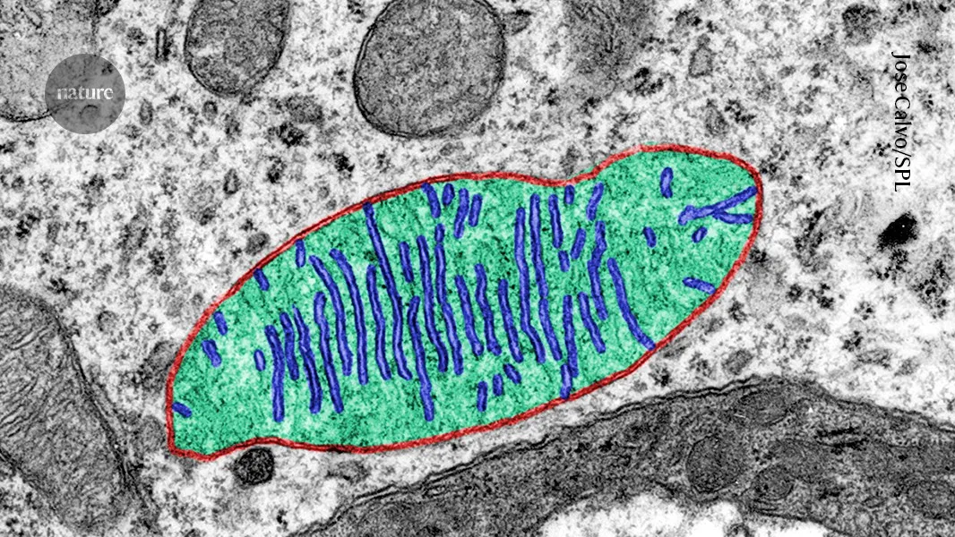 Space-station microgravity cuts mitochondrial proteins, revealing why astronauts’ bodies waste away
