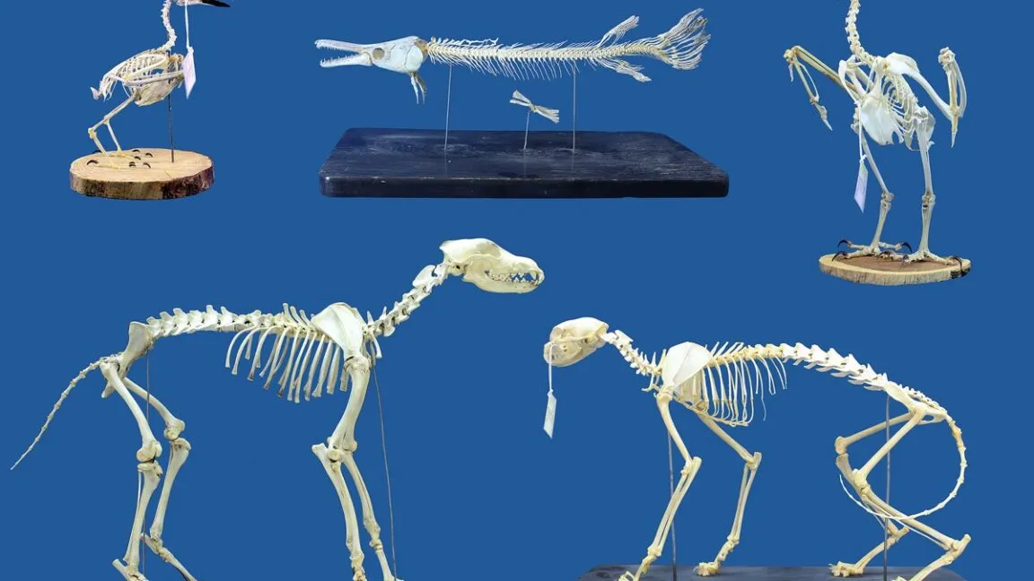 Superworms cut skeletal cleaning time, with a 10-15g per gram sweet spot