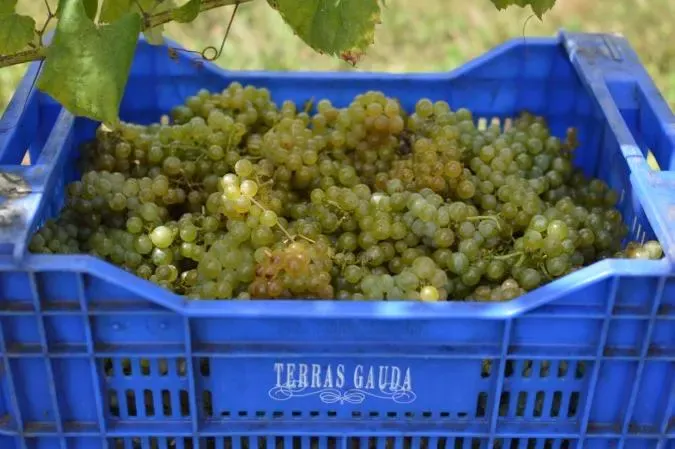 Terras Gauda’s Caíño Blanco bet is paying off as climate pressure reshapes wine.