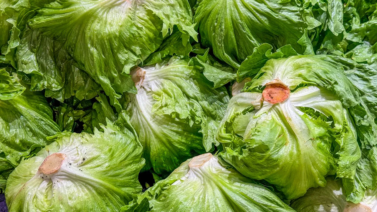 FDA expands Cyclospora-linked iceberg lettuce outbreak to 9 states and 1,947 sick