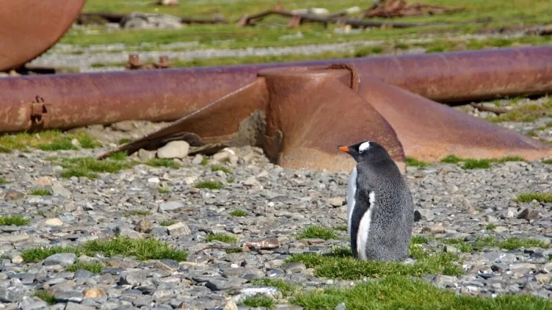 Canonical ships Arm64 Ubuntu upgrades, then hits a Rust cp -L bug