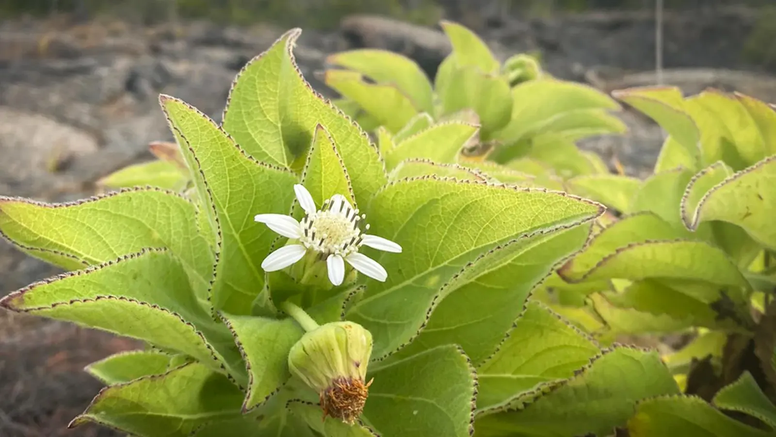 Galápagos giant daisies evolve heat-tolerant leaves, via different genes across islands