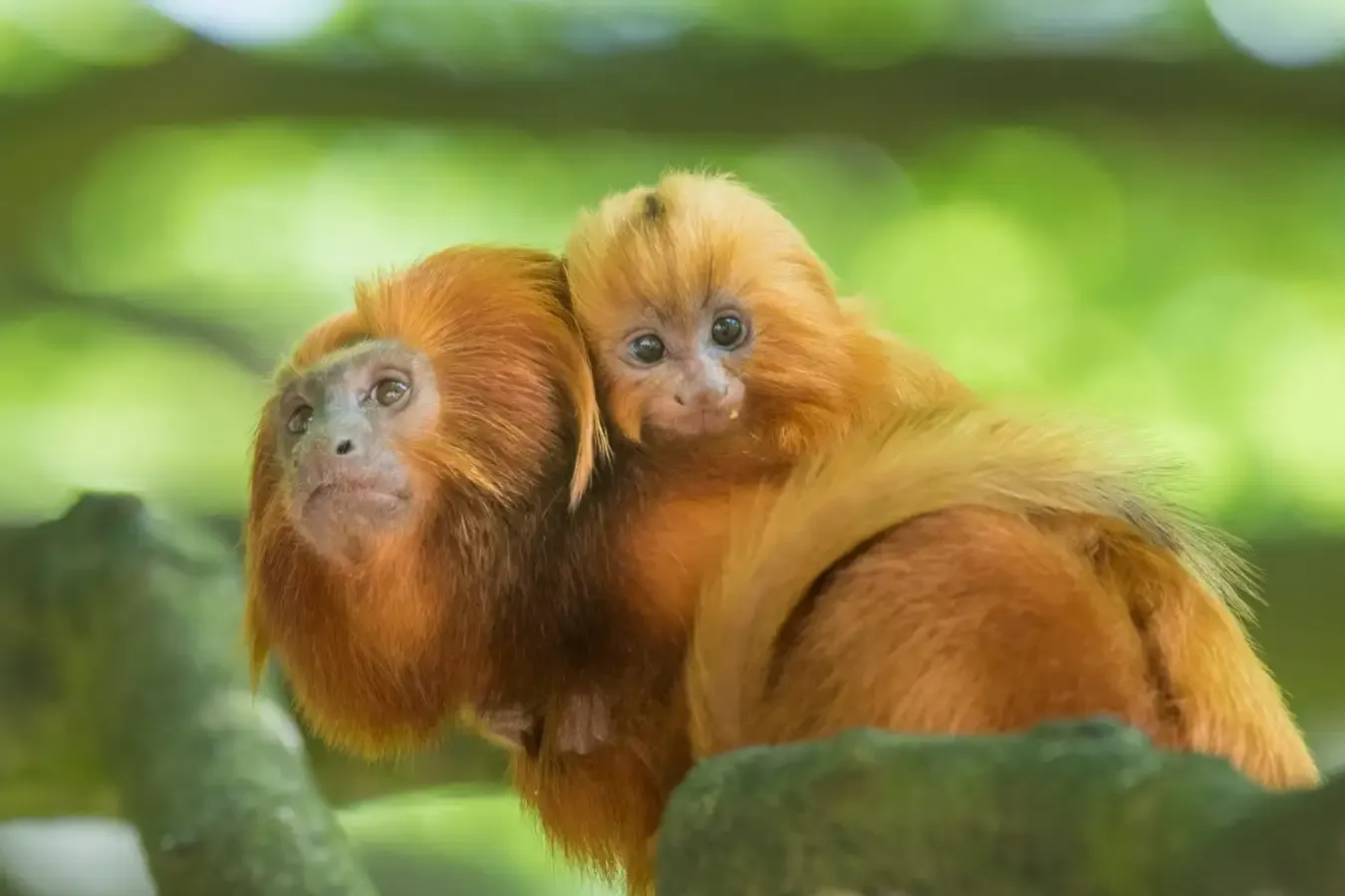 Research finds childbirth is brutal across many primates, not just humans