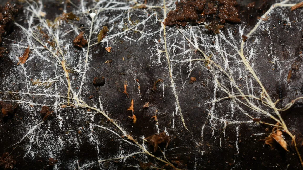 110 quadrillion kilometers of fungal threads could reach almost a billion suns
