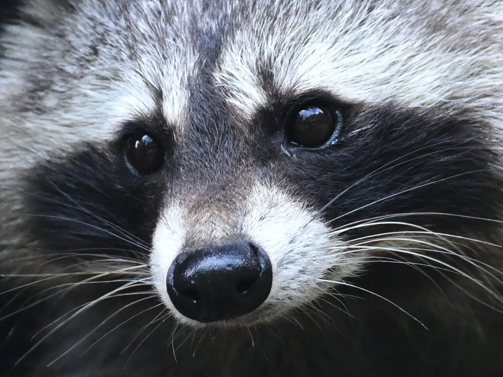 Seattle’s Jimothy raccoon became a merch machine in days, not weeks