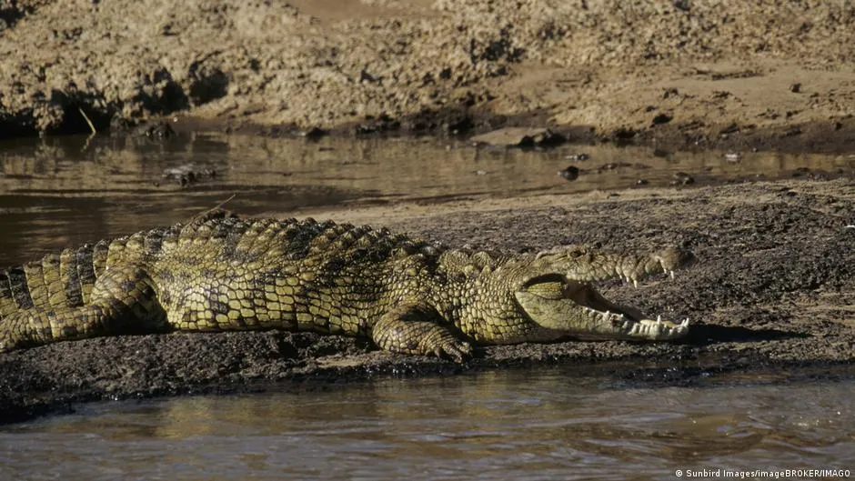 Israel reclassifies crocodiles as security tools, pushing Itamar Ben-Gvir's jailbreak defense plan