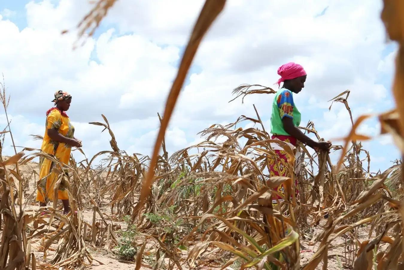 Climate change is costing crops $20B+ per year in already-real losses