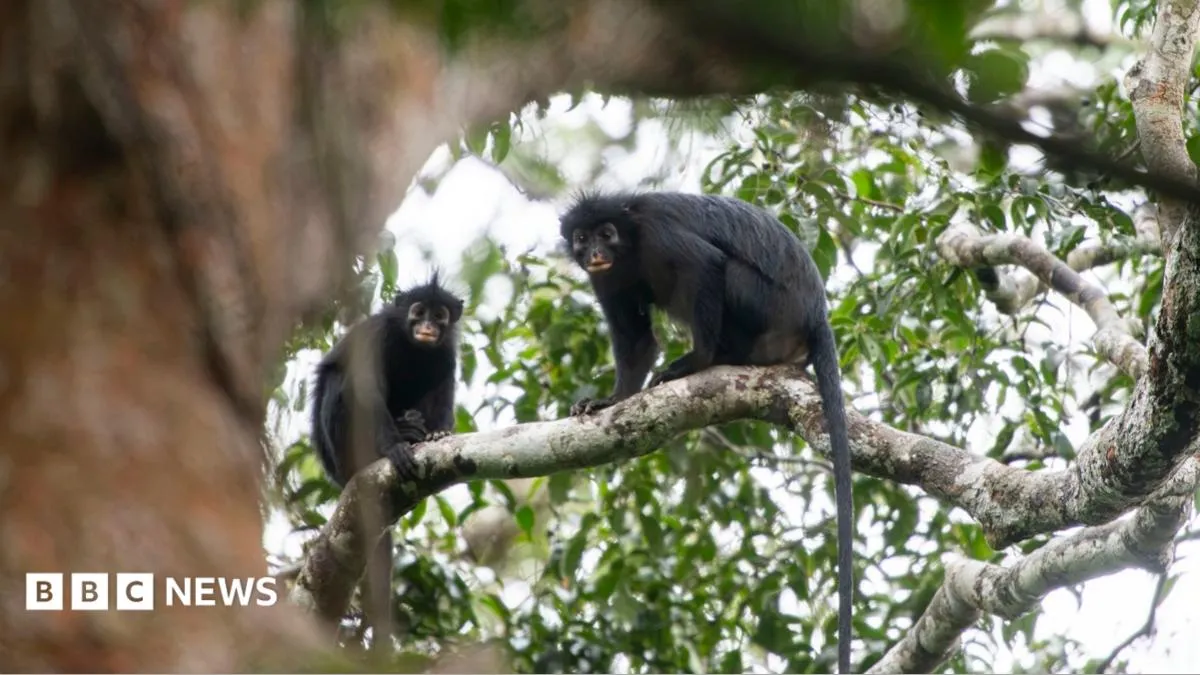 Scientists find new monkey species with orange lips hiding in DR Congo forest