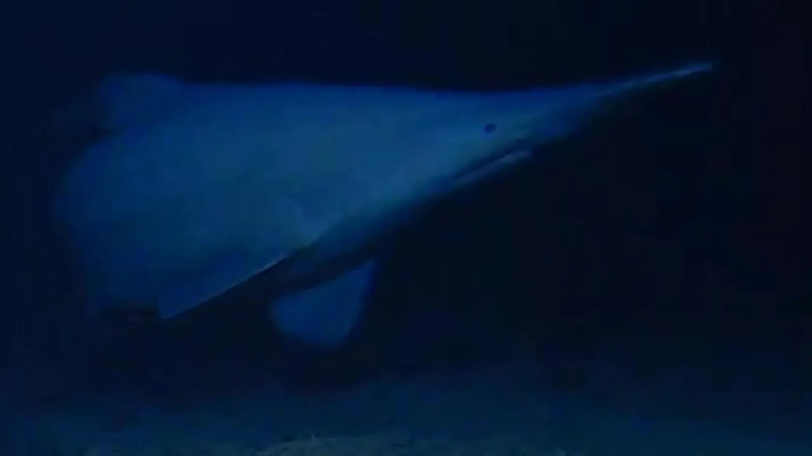 Goblin shark filmed alive in deep sea for first time, expanding its known range