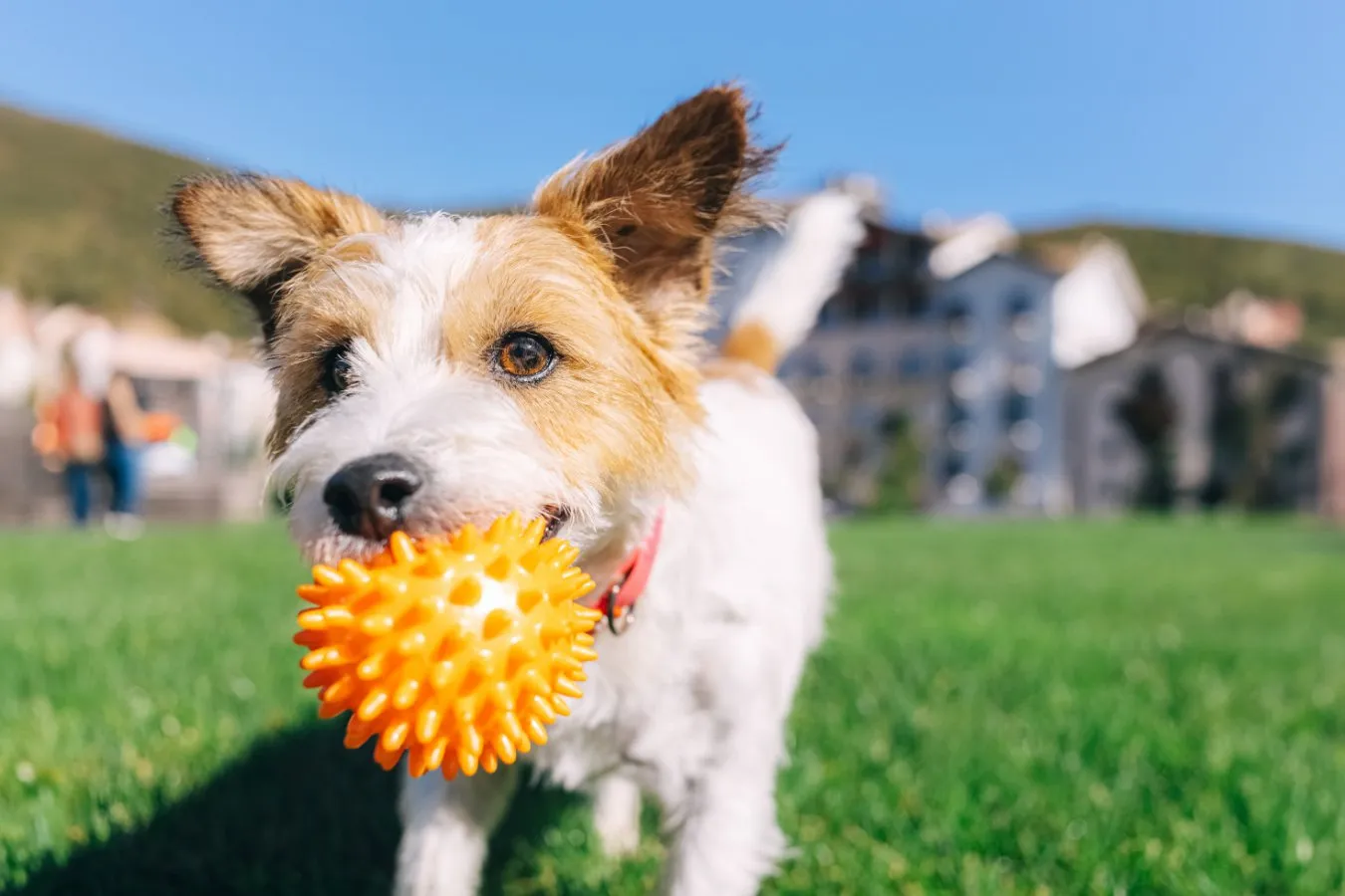 Dogs pass the bouba-kiki test. The finding rewrites how brains link sound and shape.