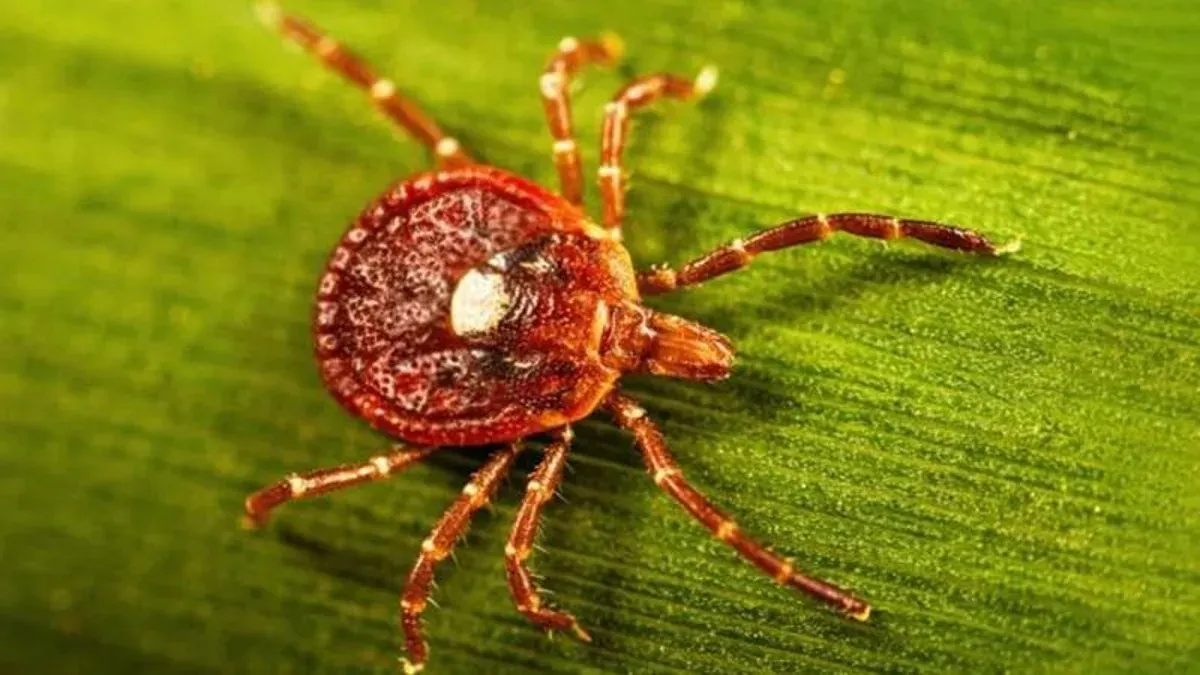 Alpha-gal cases from tick bites are rising fast across the U.S., tied to lone star ticks