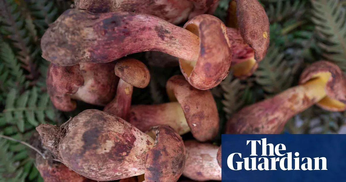 Lanmaoa asiatica spurs days of tiny-people hallucinations, not “magic mushroom” chemistry