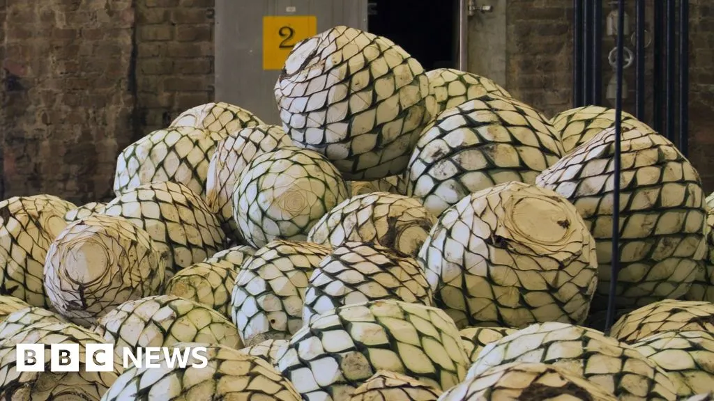 India’s wild agave becomes “blue gold” as distillers build a new spirits industry