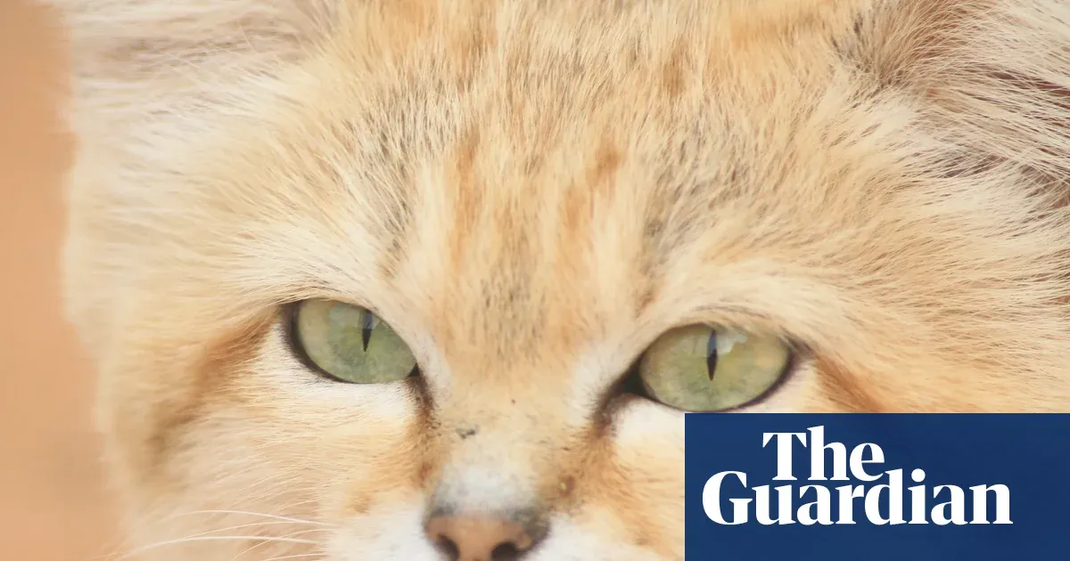 A 2017 YouTube clip gave sand cat proof scientists could not ignore