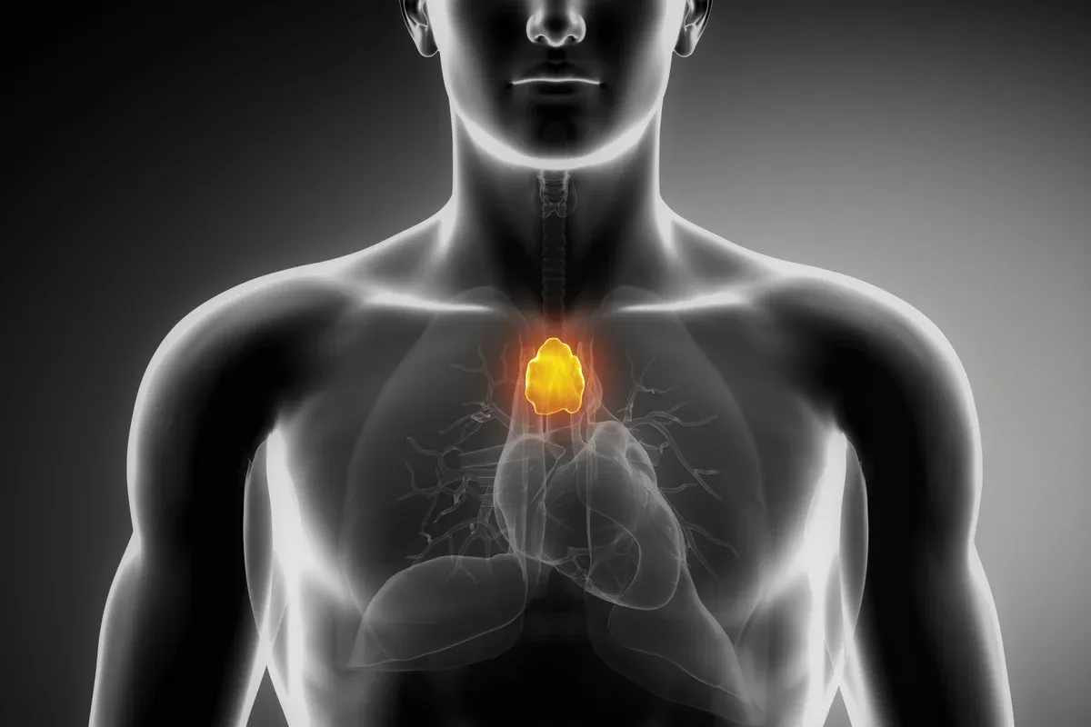 Thymus hormone in mice could curb age inflammation, suggesting a path to healthier aging