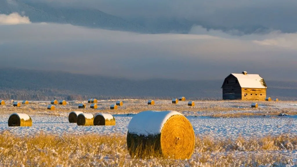 A 60% AMOC collapse would cut global cereal yields 5.3% and spike prices 40%