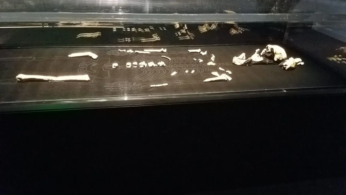 Rising Star’s Homo naledi fossils are all female, and paleoanthropology is rethinking the whole story