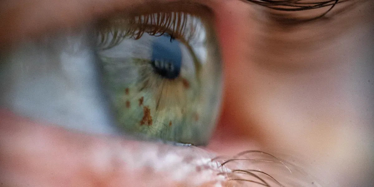 Eye-in-a-Care-Box keeps pig and human retinas alive long enough to “see” again