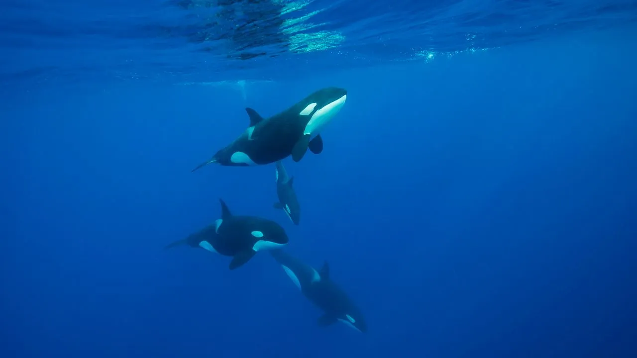 Orcas “ram-to-fragment” dead sunfish into bite-sized pieces for calves
