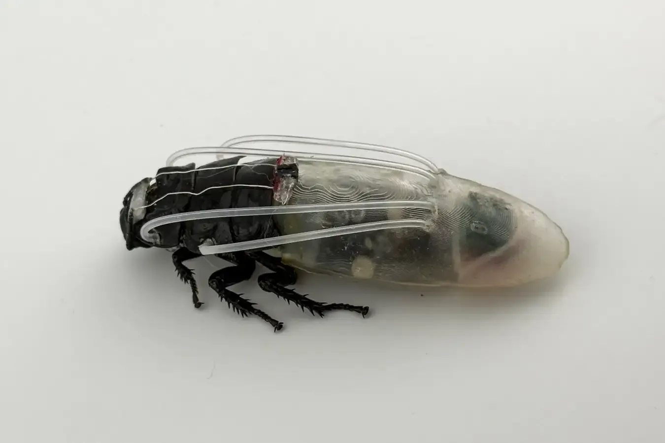 Cyborg cockroaches in 3D suits can breathe underwater for up to 3 hours