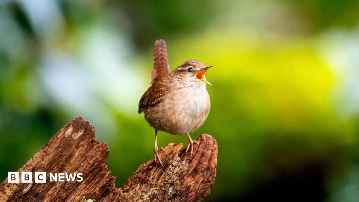 Study finds birdsong’s shared acoustic blueprint, and it’s simpler than expected