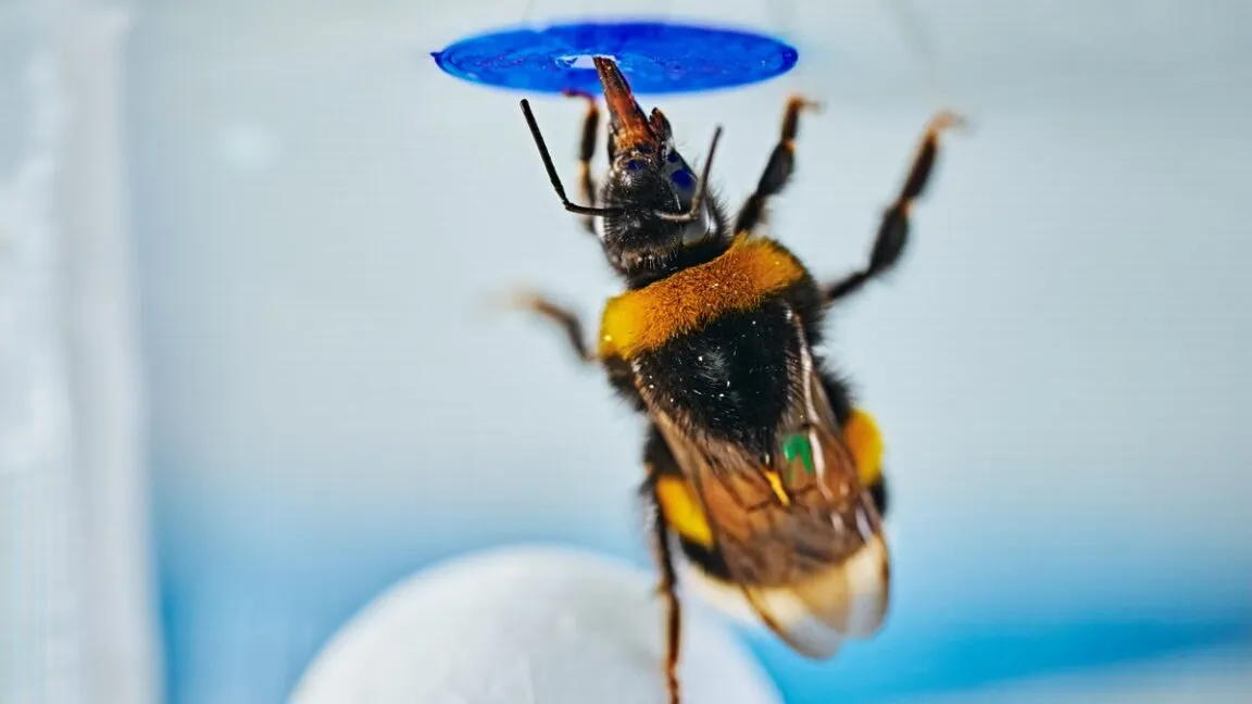 Bumblebees solved a classic brain teaser with no training