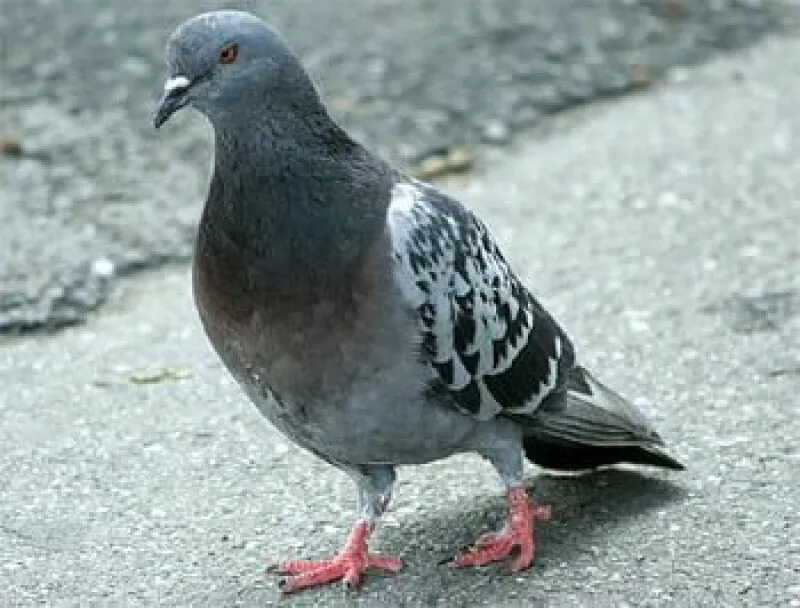 A pigeon-delivered internet packet just drew a $4,000 bid at Christie's