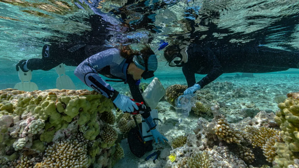 Seabird guano is the secret weapon helping atolls outpace rising seas