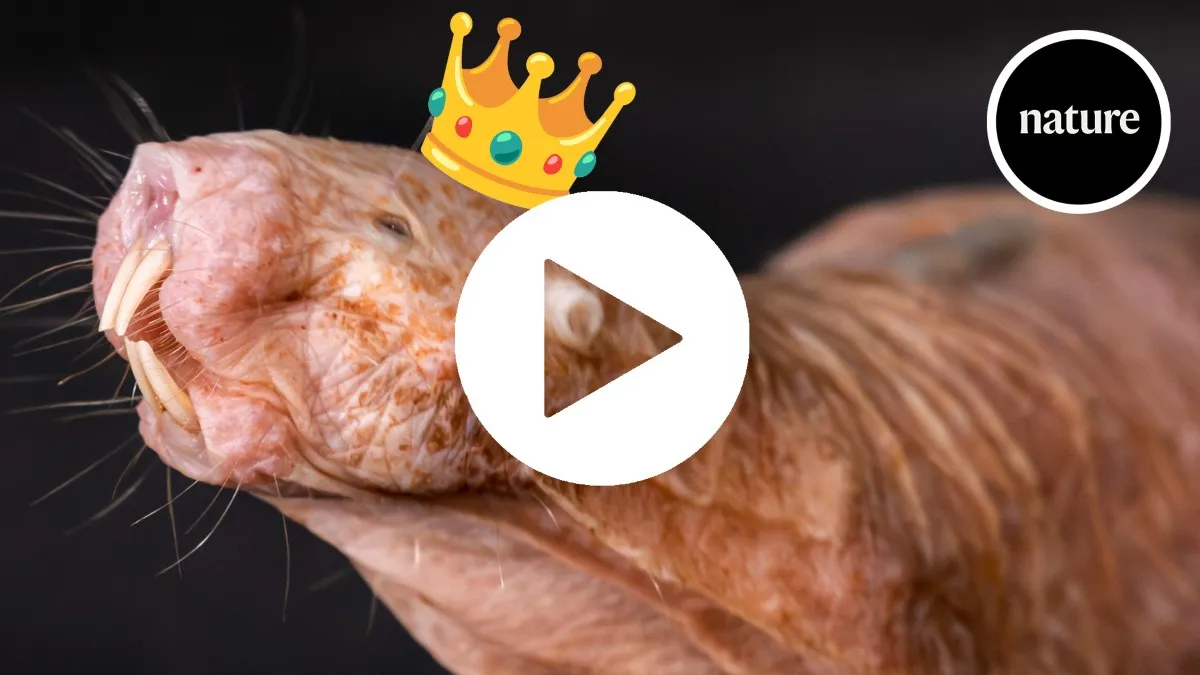 Naked mole-rats use a simple chemical to enforce hierarchy, Nature explains